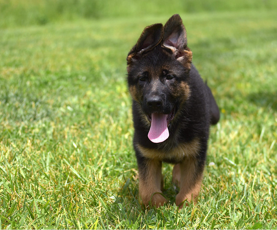 red and black short coat european showline German Shepherd Puppy for Sale in Maryland, Pennsyvania, West Virginia, Virginia, East Coast, the best German Shepherd breeder in the USA